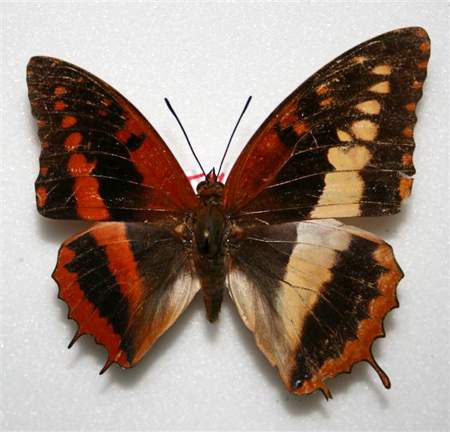 Charaxes Cynthia (bilateral gyandromorph) (Internet Image property of respective owner, non-commercial use only)